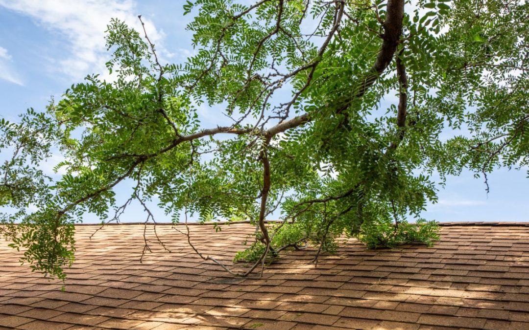 How to Tell if a Tree Is Likely to Damage Your Gutters