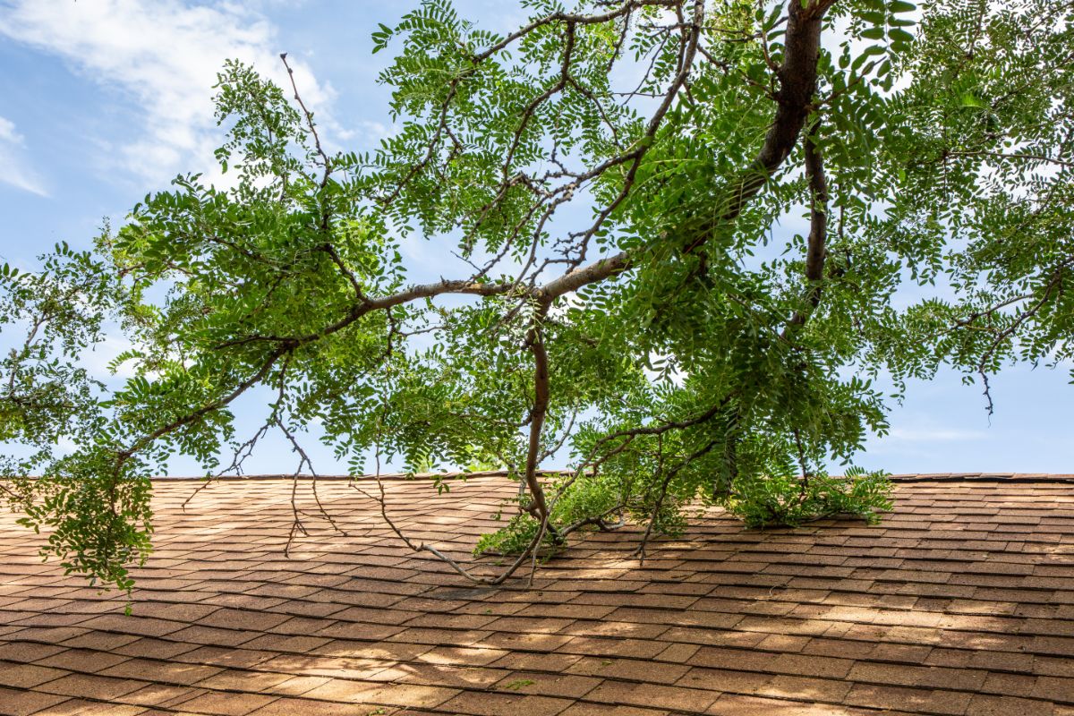 tree touching rooftop