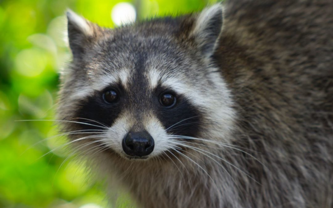 5 Ways to Keep Raccoons out of Your Downspouts