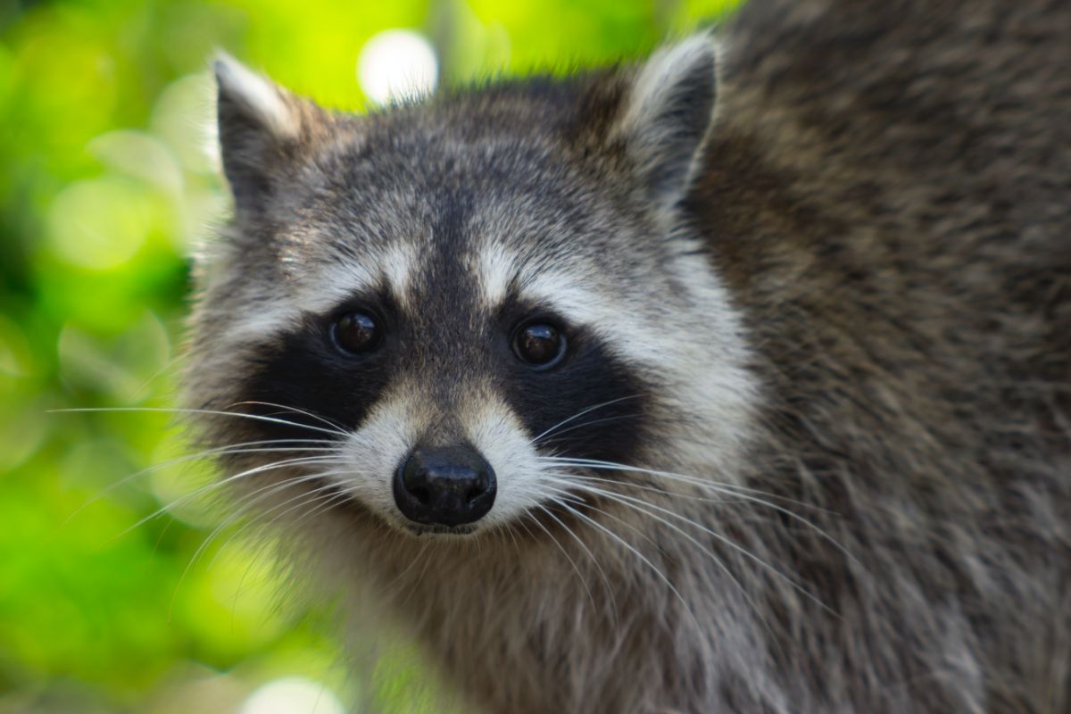 close up view of raccoon